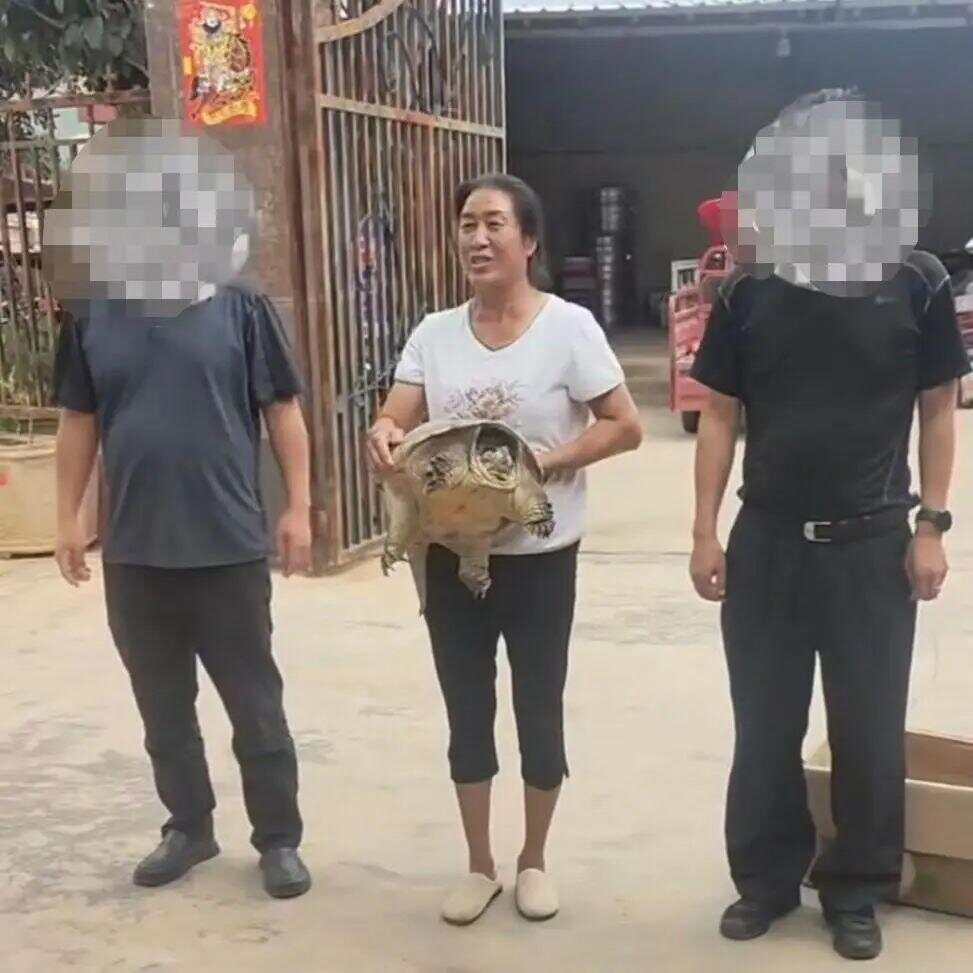 被抱走的龟找到了被抱走的龟找到了——一段奇妙的冒险之旅